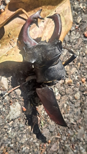 Lucanus cervus