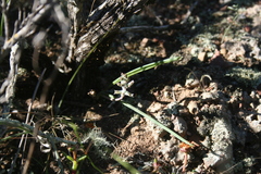 Lachenalia judithiae