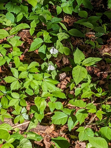 Cabbage White