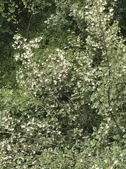 Styrax redivivus