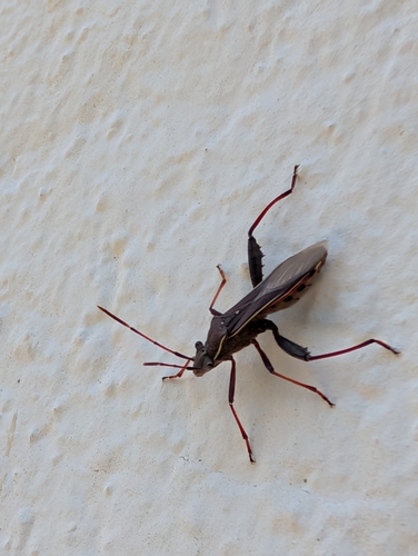 Camptopus lateralis