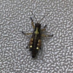 Dendrotettix quercus