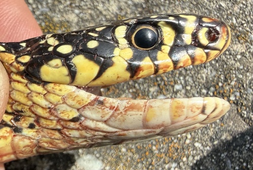 Green Whip Snake
