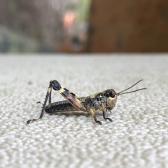 Dendrotettix quercus