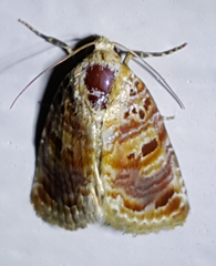Diastema tigris