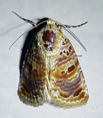 Diastema tigris