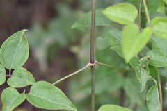 Clematis chinensis