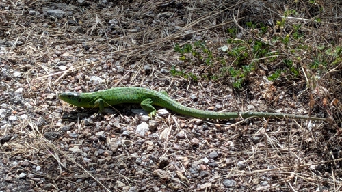 Western Green Lizard