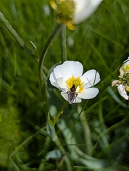 Ranunculus kuepferi, photograph (c) Denis Bastianelli, some rights reserved (CC BY)