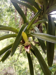 Vanda cristata