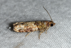 Pseudexentera knudsoni