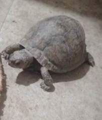 Terrapene carolina mexicana
