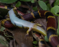 Diploglossus bilobatus