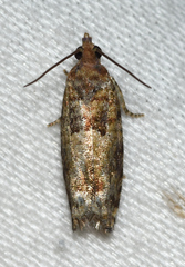 Pseudexentera knudsoni