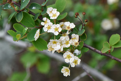 Spiraea blumei