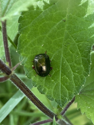 Bronze Beetle