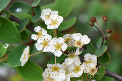 Spiraea blumei