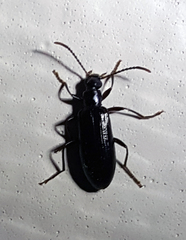 Statira