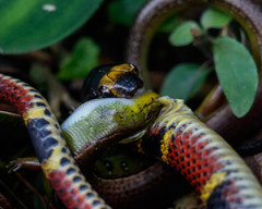 Diploglossus bilobatus