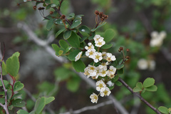 Spiraea blumei