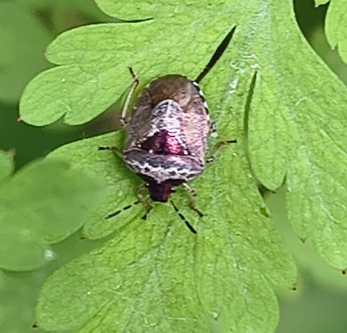 Woundwort Shield Bug