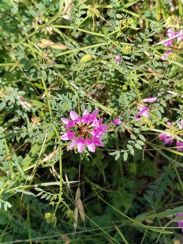 purple crownvetch