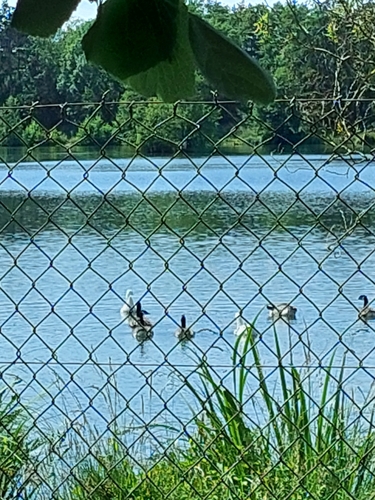 Domestic Greylag Goose