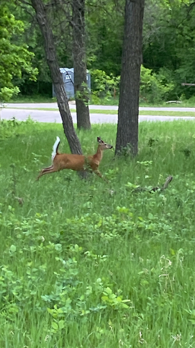 White-tailed Deer