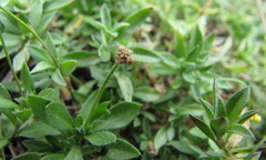 Draba sibirica
