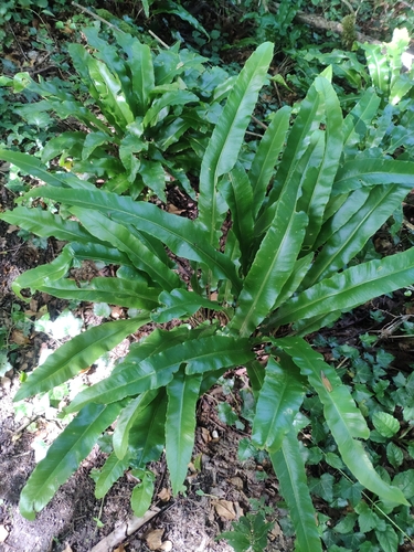 Hart's-tongue fern