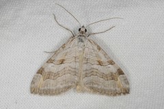 Aplocera efformata