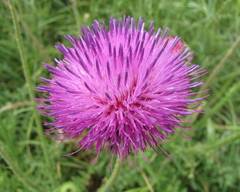 Carduus hamulosus