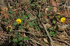 Crotalaria rotundifolia