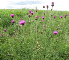 Carduus hamulosus