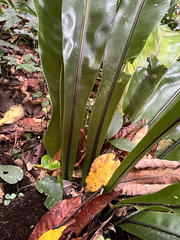 Asplenium setoi, photograph author not stated, no rights reserved