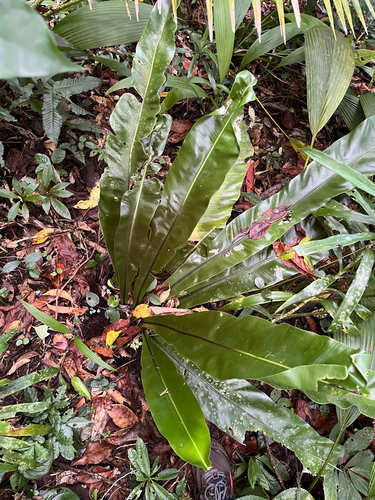 Asplenium setoi, photograph 3