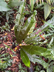 Asplenium setoi, photograph author not stated, no rights reserved