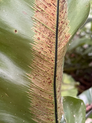 Asplenium setoi, photograph author not stated, no rights reserved