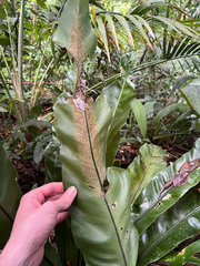 Asplenium setoi, photograph author not stated, no rights reserved