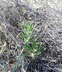 Tylecodon ventricosus