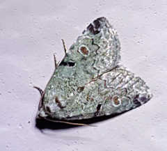 Maliattha concinnimacula