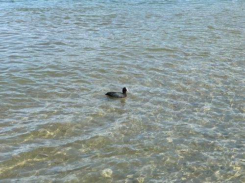 Eurasian Coot