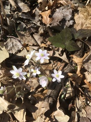 Hepatica acutiloba