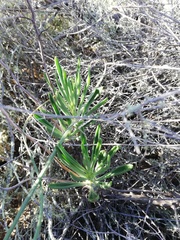 Tylecodon ventricosus
