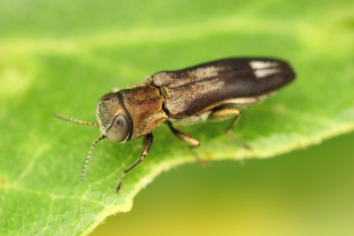 Agrilus hastulifer