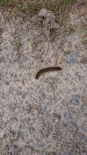 Oak Eggar