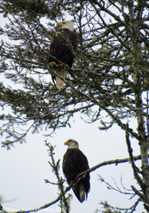 Haliaeetus leucocephalus washingtoniensis
