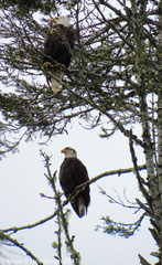 Haliaeetus leucocephalus washingtoniensis