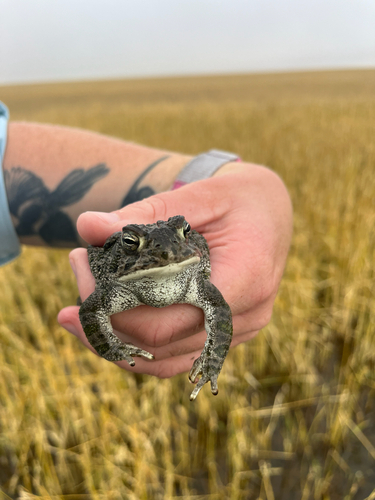 Great Plains Toad