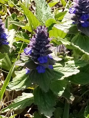 Ajuga genevensis